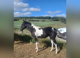 American Paint Horse, Stute, Fohlen (05/2026), Tobiano-alle-Farben