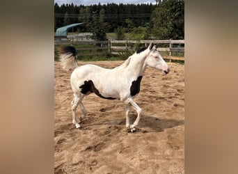 American Paint Horse, Stute, Fohlen (03/2026)