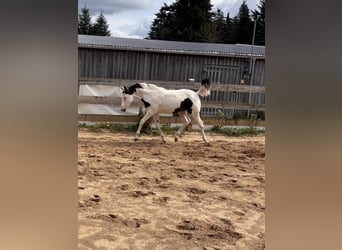 American Paint Horse, Stute, Fohlen (03/2026)