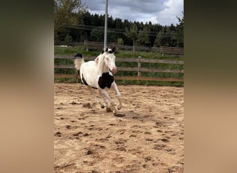 American Paint Horse, Stute, Fohlen (03/2026)