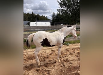 American Paint Horse, Stute, Fohlen (03/2026)