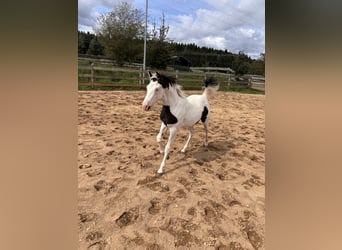American Paint Horse, Stute, Fohlen (03/2026)