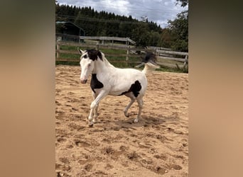 American Paint Horse, Stute, Fohlen (03/2026)