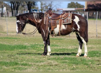 American Paint Horse, Wałach, 10 lat, 137 cm, Overo wszelkich maści