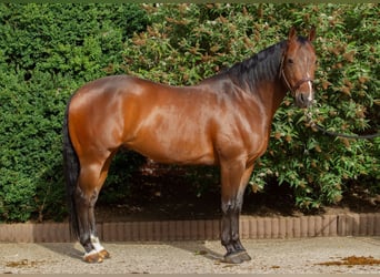 American Paint Horse, Wałach, 10 lat, 140 cm, Gniada