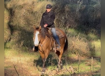 American Paint Horse, Wałach, 10 lat, 147 cm, Bułana