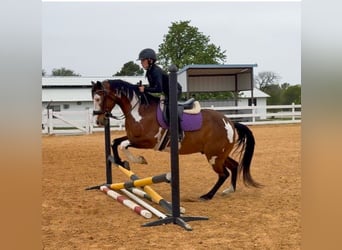 American Paint Horse, Wałach, 10 lat, 147 cm, Gniada
