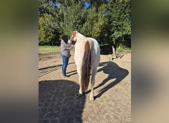 American Paint Horse, Wałach, 10 lat, 152 cm, Tobiano wszelkich maści