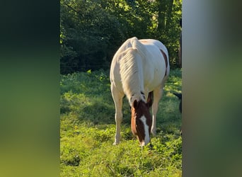 American Paint Horse, Wałach, 10 lat, 152 cm, Tobiano wszelkich maści