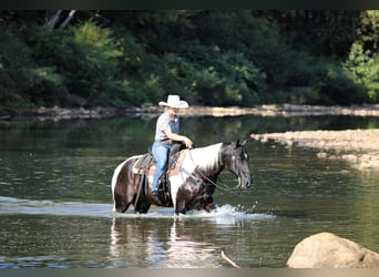 American Paint Horse, Wałach, 10 lat, 155 cm, Srokata