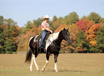 American Paint Horse, Wałach, 10 lat, 155 cm, Srokata