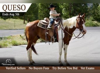 American Paint Horse, Wałach, 10 lat, 155 cm, Tobiano wszelkich maści