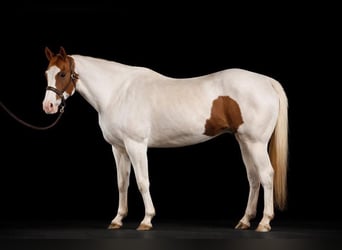 American Paint Horse, Wałach, 10 lat, 157 cm, Tobiano wszelkich maści