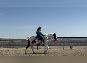 American Paint Horse, Wałach, 10 lat, 157 cm, Tobiano wszelkich maści