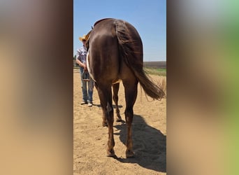 American Paint Horse, Wałach, 10 lat, 163 cm, Ciemnokasztanowata