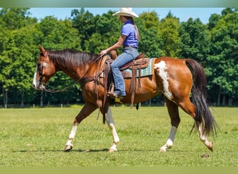 American Paint Horse, Wałach, 10 lat, Srokata