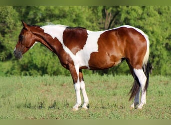 American Paint Horse, Wałach, 11 lat, 137 cm, Tobiano wszelkich maści