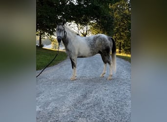 American Paint Horse, Wałach, 11 lat, 142 cm, Siwa