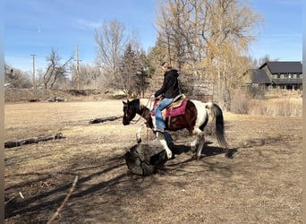 American Paint Horse, Wałach, 11 lat, 142 cm, Tobiano wszelkich maści