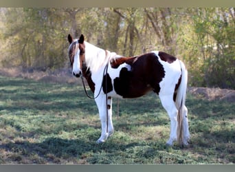 American Paint Horse, Wałach, 11 lat, 142 cm, Tobiano wszelkich maści