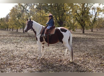 American Paint Horse, Wałach, 11 lat, 142 cm, Tobiano wszelkich maści