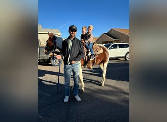 American Paint Horse, Wałach, 11 lat, 142 cm, Tobiano wszelkich maści