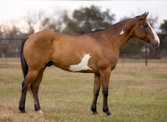 American Paint Horse, Wałach, 11 lat, 147 cm, Bułana