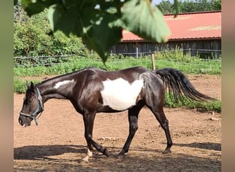 American Paint Horse, Wałach, 11 lat, 149 cm, Overo wszelkich maści