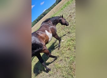 American Paint Horse, Wałach, 11 lat, 149 cm, Overo wszelkich maści