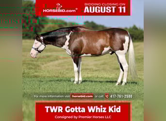 American Paint Horse, Wałach, 11 lat, 152 cm, Overo wszelkich maści