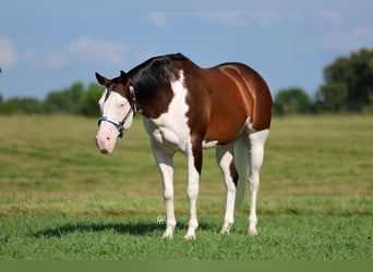 American Paint Horse, Wałach, 11 lat, 152 cm, Overo wszelkich maści