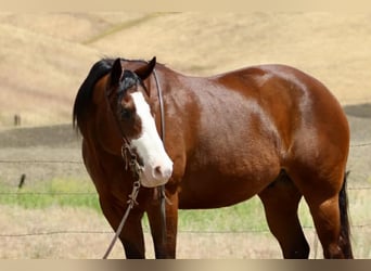 American Paint Horse, Wałach, 11 lat, 152 cm, Tobiano wszelkich maści