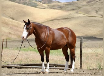 American Paint Horse, Wałach, 11 lat, 152 cm, Tobiano wszelkich maści