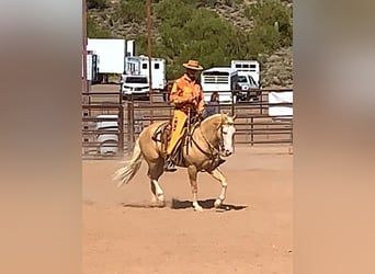 American Paint Horse, Wałach, 11 lat, 155 cm, Izabelowata