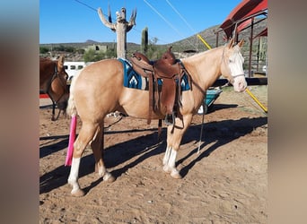 American Paint Horse, Wałach, 11 lat, 155 cm, Izabelowata