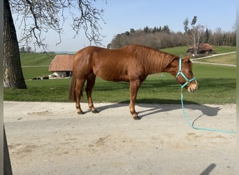 American Paint Horse, Wałach, 11 lat, 155 cm, Kasztanowata