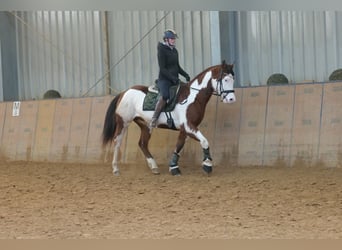 American Paint Horse, Wałach, 11 lat, 155 cm, Srokata