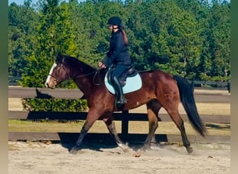 American Paint Horse, Wałach, 11 lat, 157 cm, Gniada