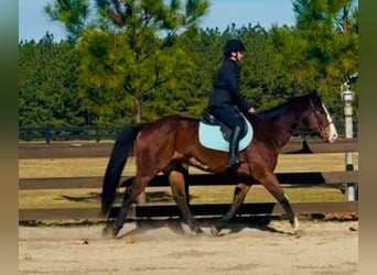 American Paint Horse, Wałach, 11 lat, 157 cm, Gniada