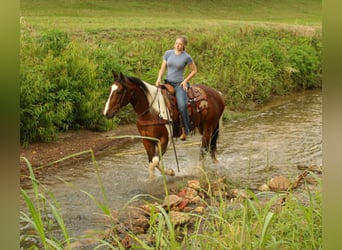 American Paint Horse, Wałach, 11 lat, 157 cm, Tobiano wszelkich maści
