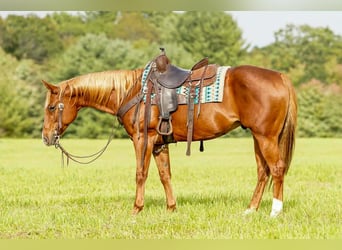 American Paint Horse, Wałach, 11 lat, Cisawa