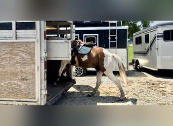 American Paint Horse, Wałach, 11 lat, Srokata