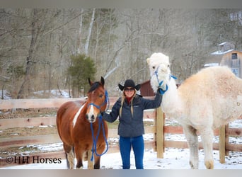 American Paint Horse, Wałach, 12 lat, 142 cm, Gniada