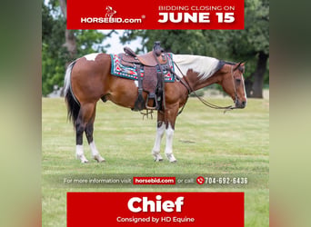 American Paint Horse, Wałach, 12 lat, 152 cm, Srokata