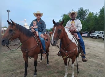 American Paint Horse, Wałach, 12 lat, 152 cm, Srokata