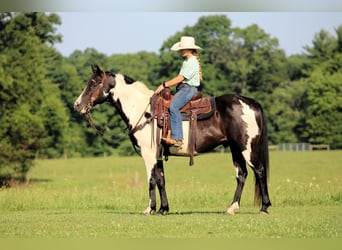 American Paint Horse, Wałach, 12 lat, 152 cm, Srokata