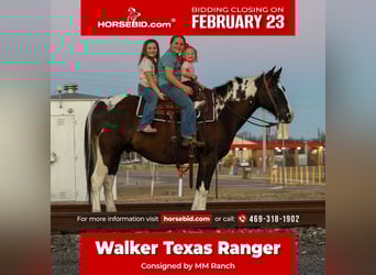 American Paint Horse, Wałach, 12 lat, 152 cm, Srokata