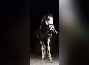 American Paint Horse, Wałach, 12 lat, 154 cm, Overo wszelkich maści