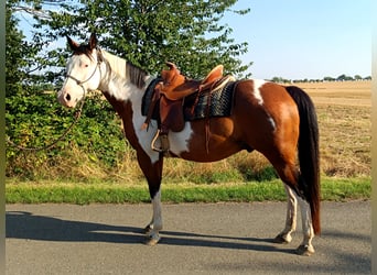 American Paint Horse, Wałach, 12 lat, 154 cm, Tovero wszelkich maści