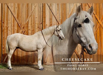 American Paint Horse, Wałach, 12 lat, 155 cm, Izabelowata